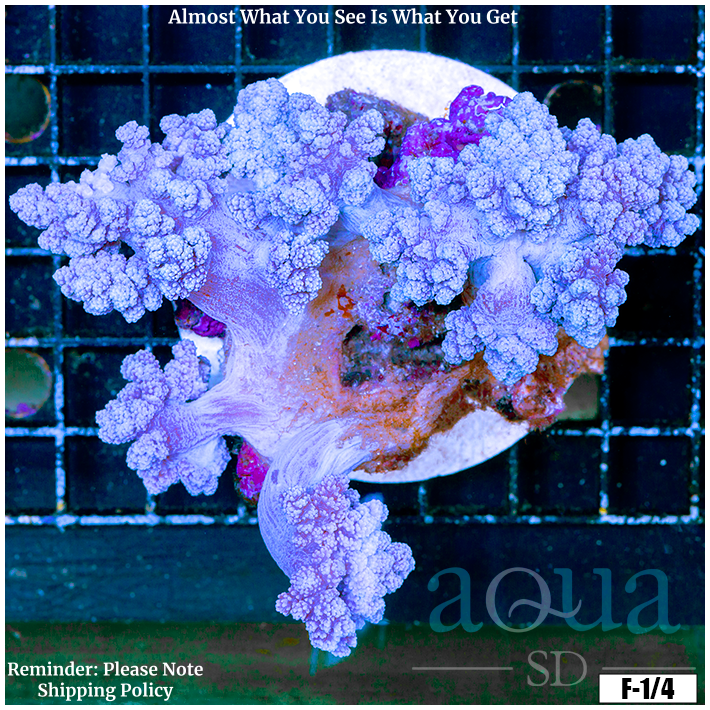 Aussie Purple Tree Colony