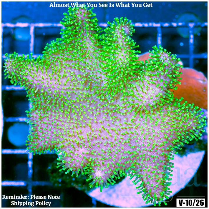 Crown Royal Leather (Egg Crate Behind is 3 Squares = 2'')