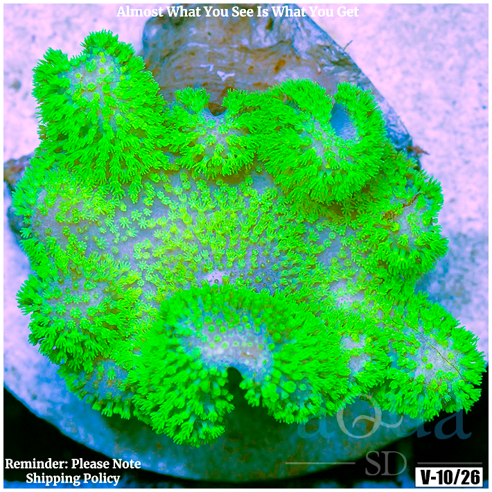 Crown Royal Leather (Egg Crate Behind is 3 Squares = 2'')
