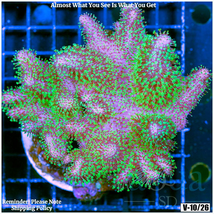 Crown Royal Leather (Egg Crate Behind is 3 Squares = 2'')