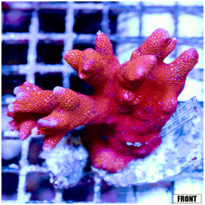 Front Tank Fire Orange Montipora
