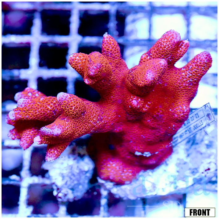 Front Tank Fire Orange Montipora