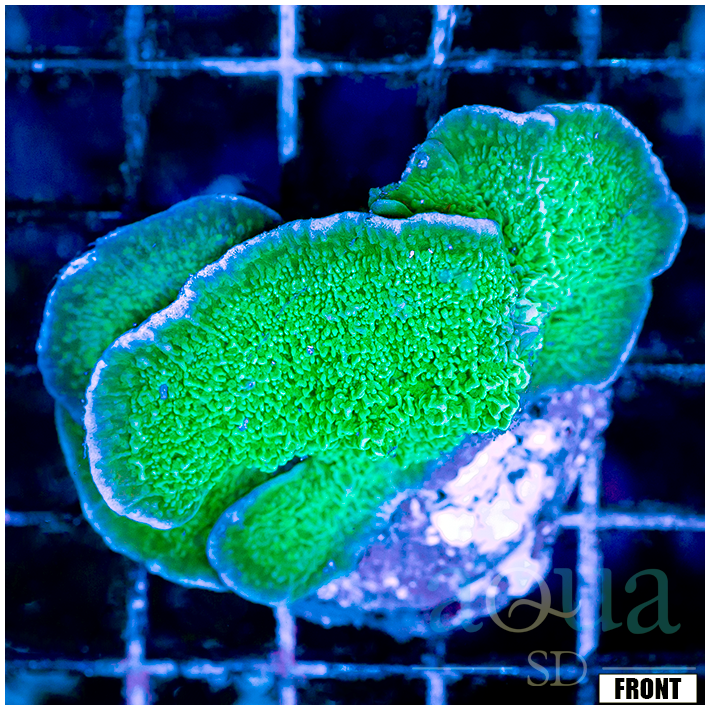 Front Tank Green Plating Cap Colony