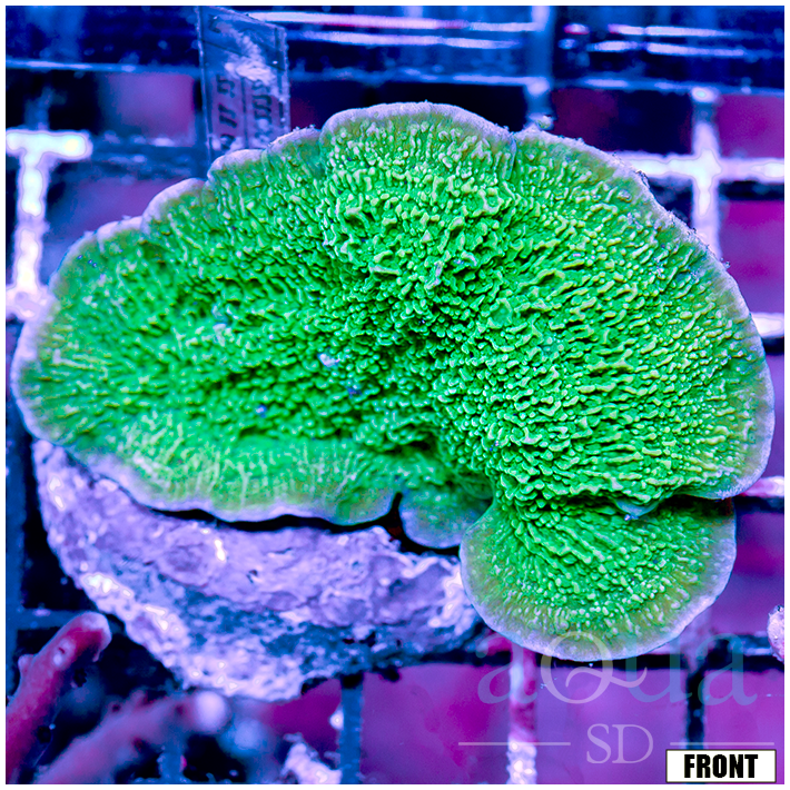 Front Tank Green Plating Cap Colony