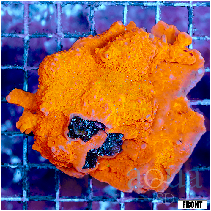 Front Tank Orange Setosa Colony