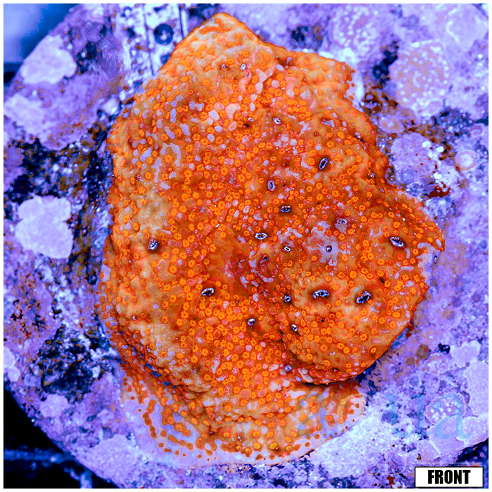 Front Tank Orange Storm Montipora Colony