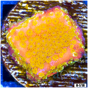 Gold Mine Montipora