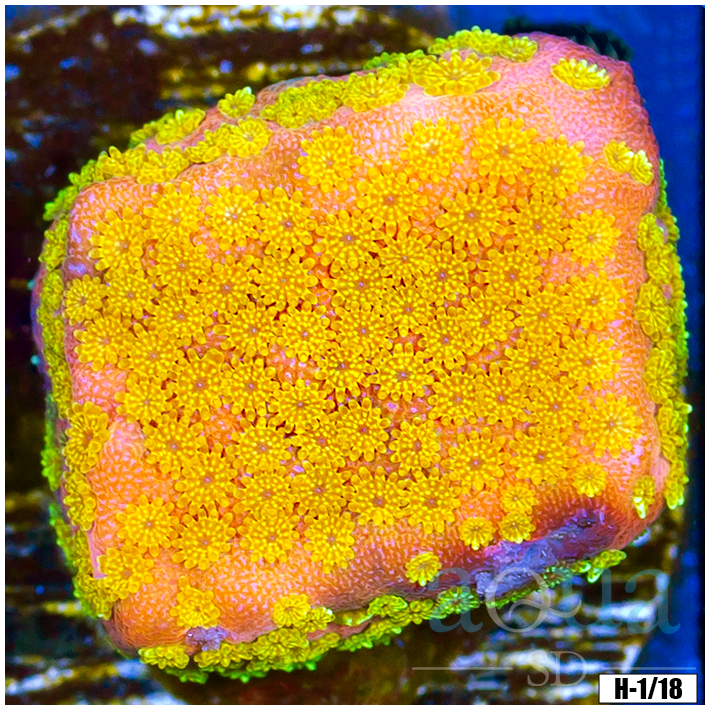Gold Mine Montipora