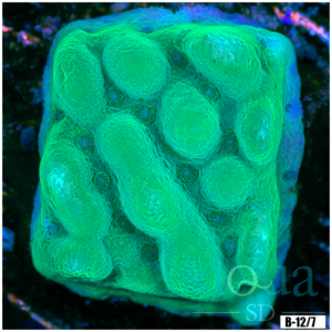 Green Phoenix Montipora