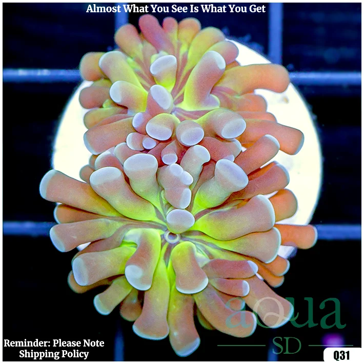 Ice Tips Hammer Coral