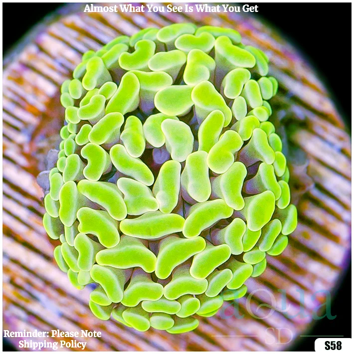 Monsoon Aquacultured Canary Hammer