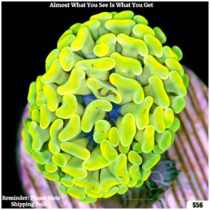 Monsoon Aquacultured Canary Hammer