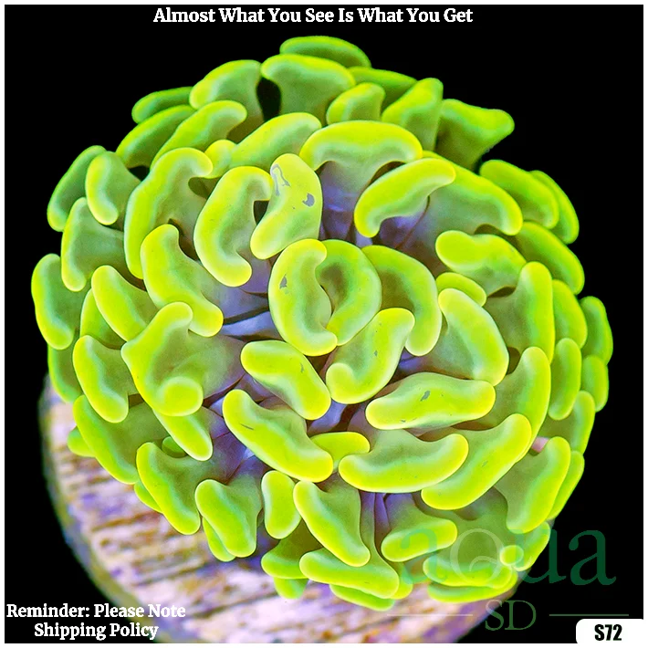 Monsoon Aquacultured Canary Hammer