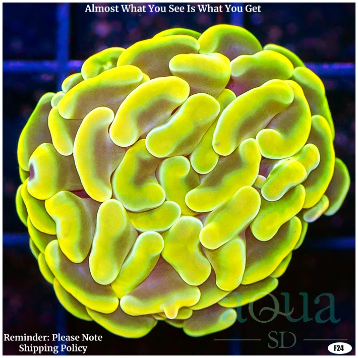 Monsoon Aquacultured Canary Hammer