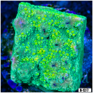 Nuclear Montipora