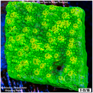 Nuclear Montipora