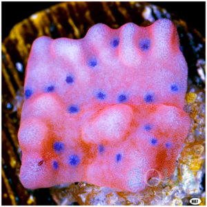 Orange Phoenix Montipora