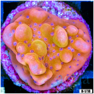 Orange Phoenix Montipora
