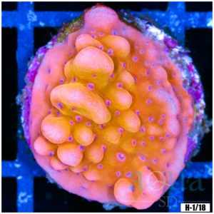 Orange Phoenix Montipora