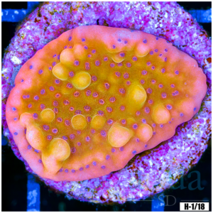 Orange Phoenix Montipora