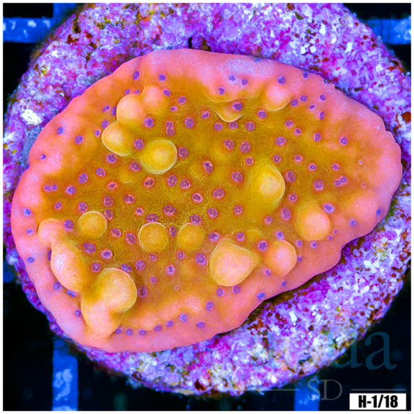 Orange Phoenix Montipora