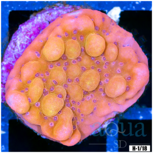 Orange Phoenix Montipora