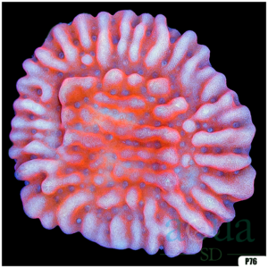 Orange Phoenix Montipora Colony Starter