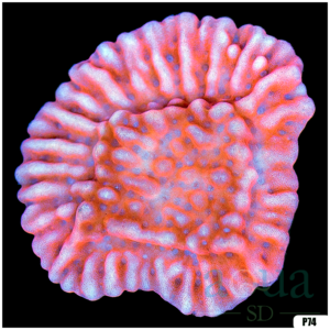 Orange Phoenix Montipora Colony Starter