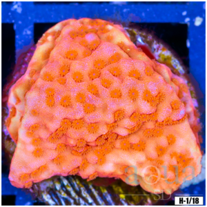 Orenji Montipora