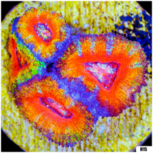Rainbow Acan Lord Frag