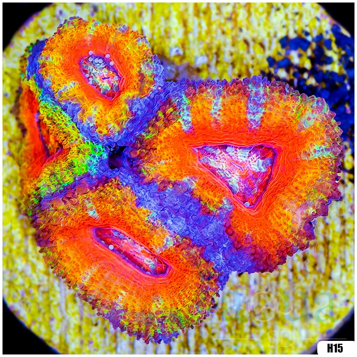 Rainbow Acan Lord Frag