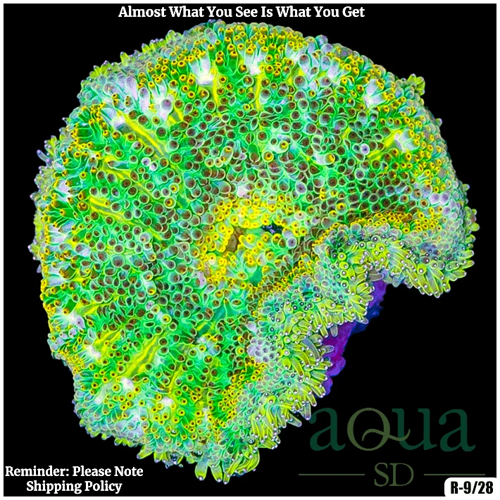 Super Ultra Maxi Mini Carpet Anemone