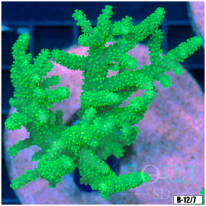 Toxic Sinularia Leather Coral Colony