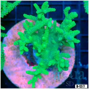 Toxic Sinularia Leather Coral Colony