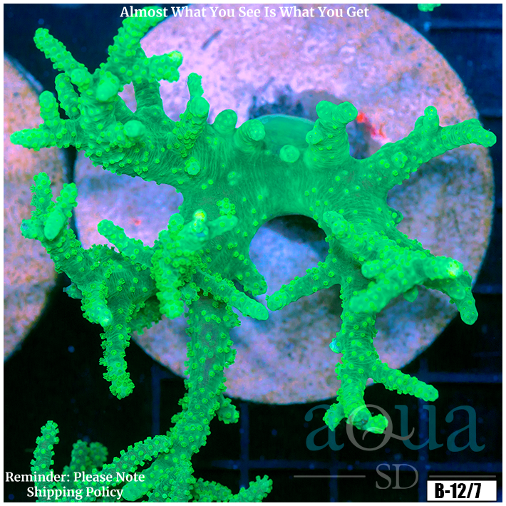Toxic Sinularia Leather Coral Colony