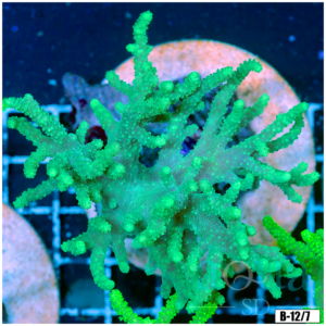 Toxic Sinularia Leather Coral Colony