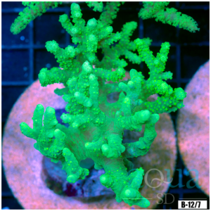 Toxic Sinularia Leather Coral Colony