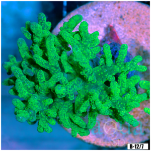 Toxic Sinularia Leather Coral Colony