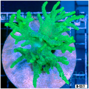 Toxic Sinularia Leather Coral Colony