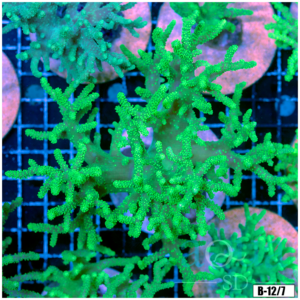 Toxic Sinularia Leather Coral Colony