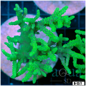 Toxic Sinularia Leather Coral Colony