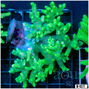 Toxic Sinularia Leather Coral Colony