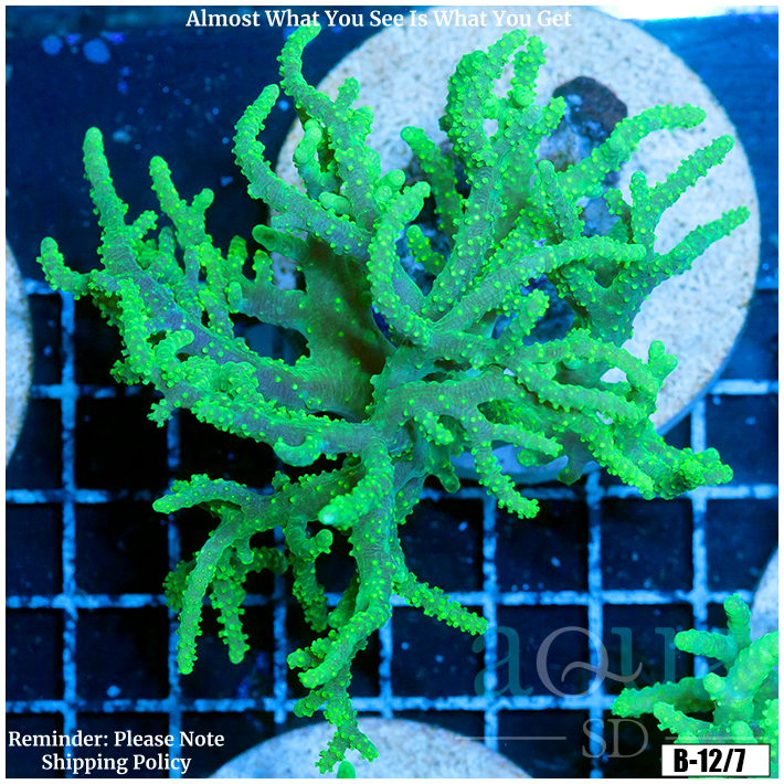 Toxic Sinularia Leather Coral Colony