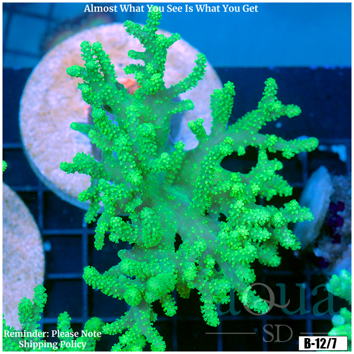 Toxic Sinularia Leather Coral Colony