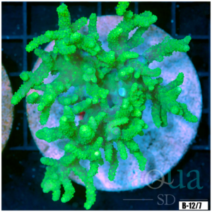 Toxic Sinularia Leather Coral Colony