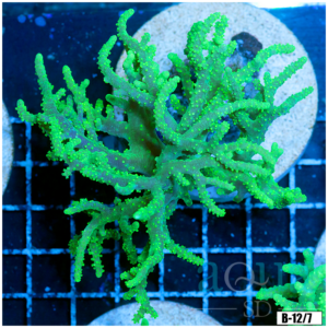 Toxic Sinularia Leather Coral Colony