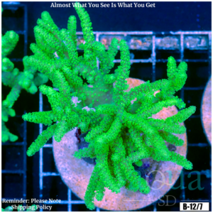 Toxic Sinularia Leather Coral Colony