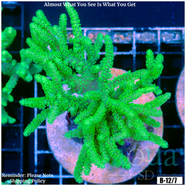 Toxic Sinularia Leather Coral Colony