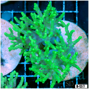Toxic Sinularia Leather Coral Colony