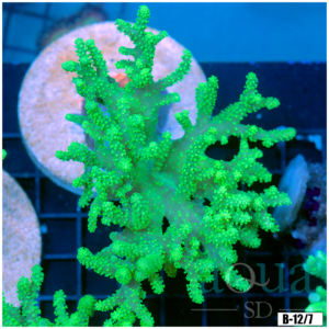 Toxic Sinularia Leather Coral Colony